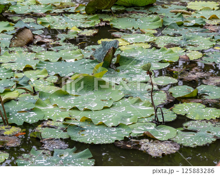 Botanical serenity lush green lotus leaves floating in a calm pond environment Botanical serenity lush green lotus leaves floating in a calm pond environment 125883286