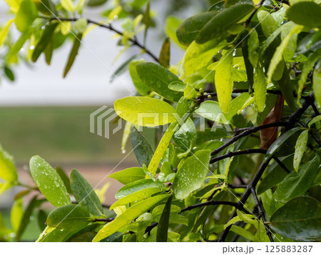 Refreshing rain-drenched green leaves nature outdoor setting close-up view Refreshing rain-drenched green leaves nature outdoor setting close-up view 125883287