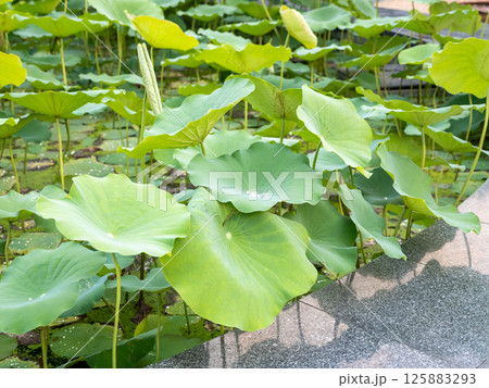 Lotus pond serenity botanical garden nature peaceful oasis close-up tranquility Lotus pond serenity botanical garden nature peaceful oasis close-up tranquility 125883293