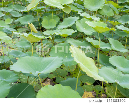Lush lotus plants blooming in serene pond nature tranquil environment close-up view 125883302