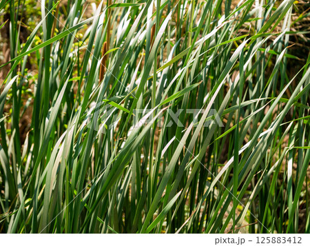 Waving grass dance lush field nature bright environment close-up serenity Waving grass dance lush field nature bright environment close-up serenity 125883412