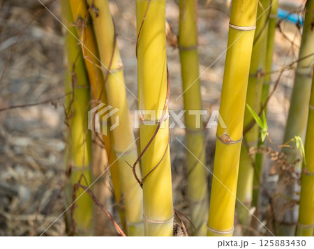 Bamboo growth showcase nature park lush environment close-up sustainable practices Bamboo growth showcase nature park lush environment close-up sustainable practices 125883430