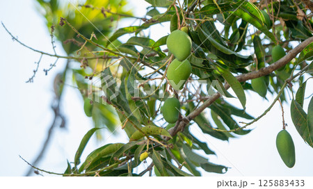 Mango harvesting season tropical orchard nature lush environment close-up fresh produce 125883433