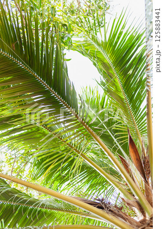 Lush green palm leaves tropical setting nature vibrant environment upward view serenity Lush green palm leaves tropical setting nature vibrant environment upward view serenity 125883441