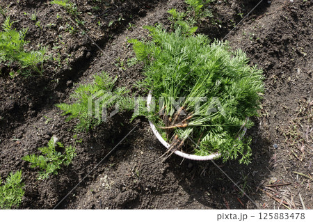 ニンジンの間引き 125883478