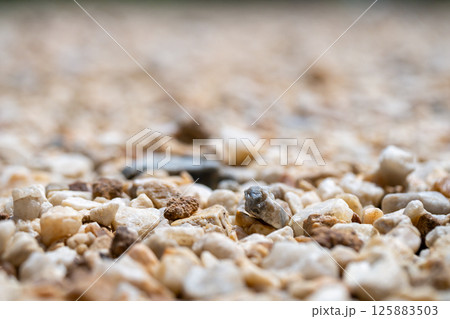 Exploring pebble textures natural surroundings close-up ground-level nature's beauty 125883503