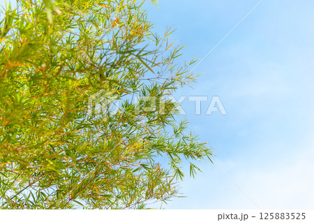 Bamboo growth in sunny environment nature outdoor serenity tranquil view 125883525