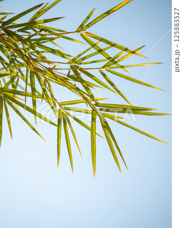 Bamboo leaves against clear sky nature scene close-up tranquil environment Bamboo leaves against clear sky nature scene close-up tranquil environment 125883527