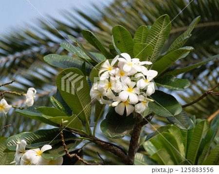 Blooming white plumeria flowers tropical garden nature sunny day close-up beauty of flora Blooming white plumeria flowers tropical garden nature sunny day close-up beauty of flora 125883556
