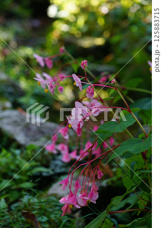 秋海棠のピンクの花 秋海棠のピンクの花 125883715