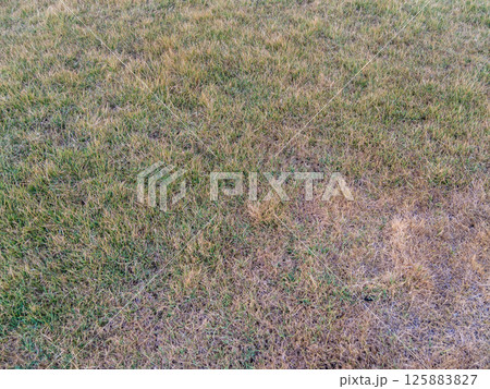 Local park's dry grass faces environmental challenges striving to thrive in outdoor setting Local park's dry grass faces environmental challenges striving to thrive in outdoor setting 125883827