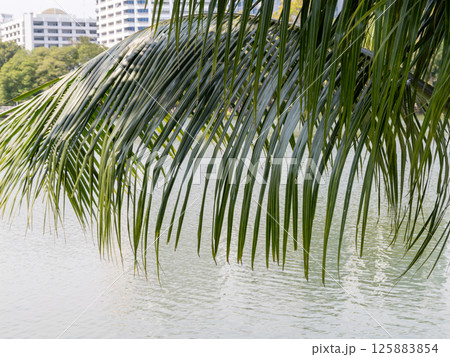 Tranquil water reflection with palm fronds urban landscape nature serene environment close-up view 125883854