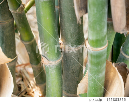 Bamboo growth and sustainability insights natural habitat close-up view eco-friendly concept 125883856