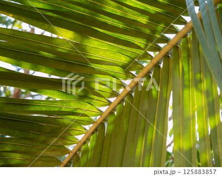 Lush green palm leaves tropical forest nature daylight close-up vibrant serenity 125883857