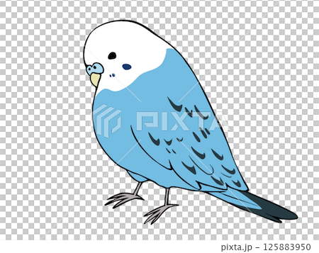 多彩虎皮鸚鵡藍色 125883950