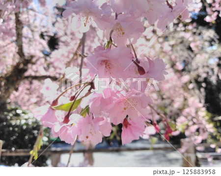 春の光に透ける桜の花びら 125883958