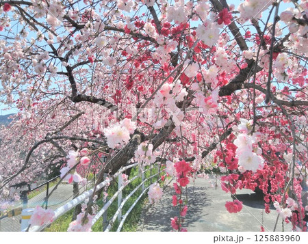 公園に咲く紅白の桃の花 125883960