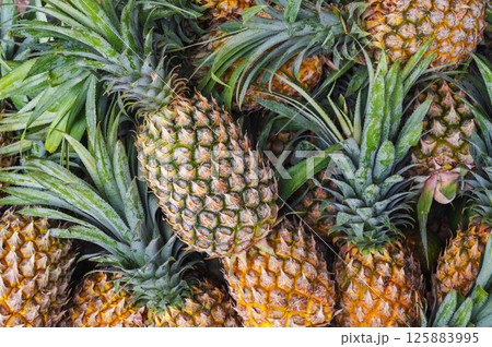 background with ripe fruits pineapples close-up background with ripe fruits pineapples close-up 125883995
