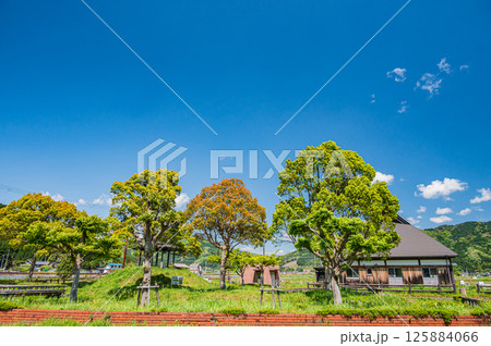 余呉湖畔の新緑の木々　滋賀県長浜市余呉町 125884066