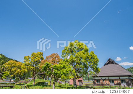 余呉湖畔の新緑の木々 滋賀県長浜市余呉町 余呉湖畔の新緑の木々 滋賀県長浜市余呉町 125884067