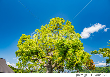 余呉湖畔の新緑の木々　滋賀県長浜市余呉町 125884070