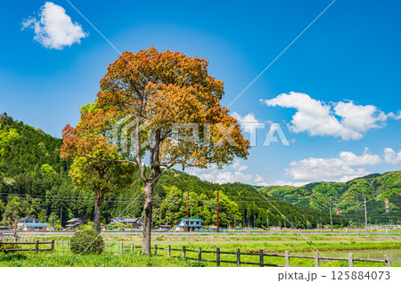 余呉湖畔の新緑の木々 滋賀県長浜市余呉町 余呉湖畔の新緑の木々 滋賀県長浜市余呉町 125884073