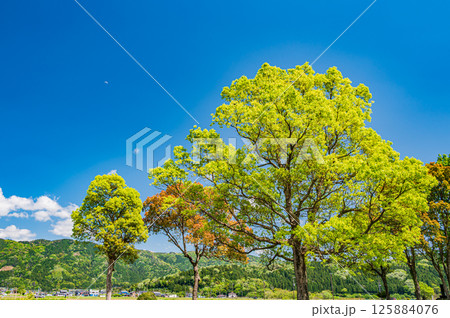 余呉湖畔の新緑の木々　滋賀県長浜市余呉町 125884076