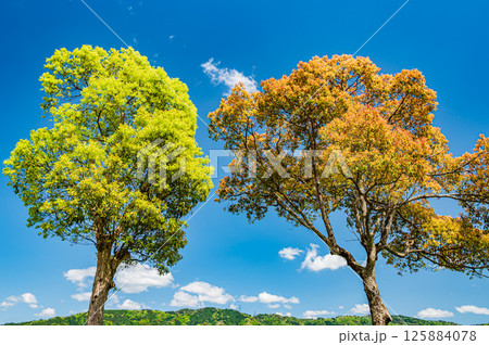 余呉湖畔の新緑の木々　滋賀県長浜市余呉町 125884078