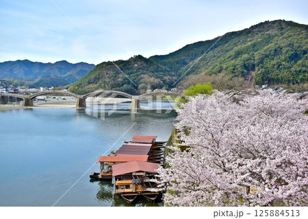 桜 さくら サクラ 錦帯橋 山口 桜 さくら サクラ 錦帯橋 山口 125884513