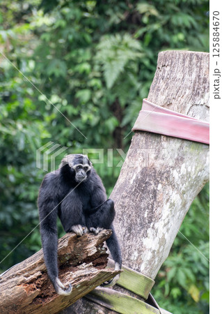 Black gibbon or Nomascus sitting on a log in a lush green tropical rainforest. Black gibbon or Nomascus sitting on a log in a lush green tropical rainforest. 125884670