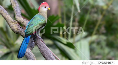 A red-crested turaco or Tauraco erythrolophus perched on a branch A red-crested turaco or Tauraco erythrolophus perched on a branch 125884671