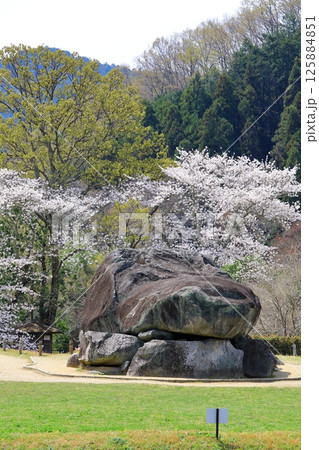春の石舞台古墳　満開の桜 125884851