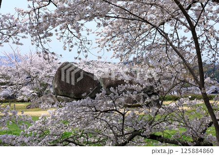 春の石舞台古墳　満開の桜 125884860