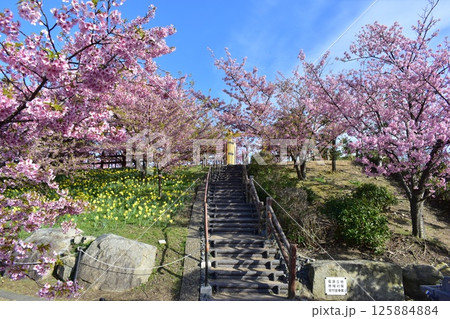 河津桜 水仙 上関城山歴史公園 山口 河津桜 水仙 上関城山歴史公園 山口 125884884