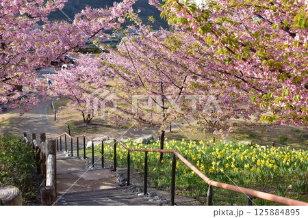 河津桜　水仙　上関城山歴史公園　山口 125884895
