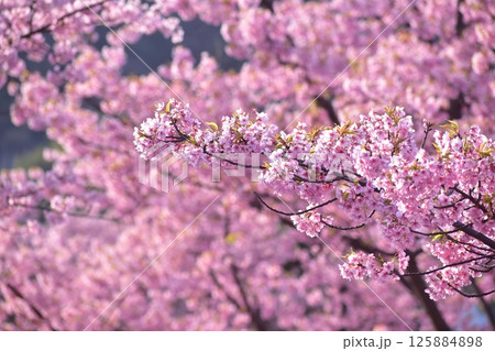 河津桜 水仙 上関城山歴史公園 山口 河津桜 水仙 上関城山歴史公園 山口 125884898