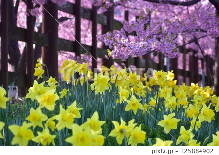 河津桜 水仙 上関城山歴史公園 山口 河津桜 水仙 上関城山歴史公園 山口 125884902