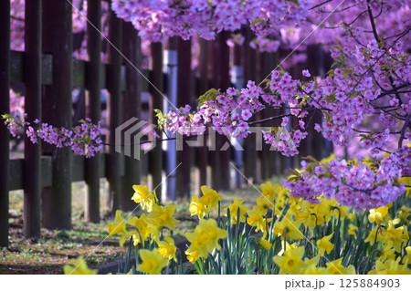 河津桜　水仙　上関城山歴史公園　山口 125884903
