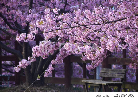 河津桜 水仙 上関城山歴史公園 山口 河津桜 水仙 上関城山歴史公園 山口 125884906
