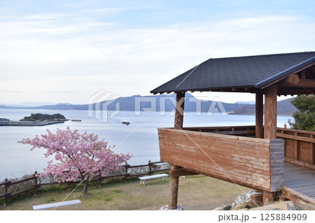 河津桜 水仙 上関城山歴史公園 山口 河津桜 水仙 上関城山歴史公園 山口 125884909