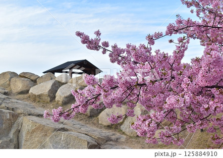 河津桜　水仙　上関城山歴史公園　山口 125884910