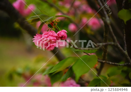 ★<五島の春の風景>鬼岳樹木園の八重桜 ★<五島の春の風景>鬼岳樹木園の八重桜 125884946