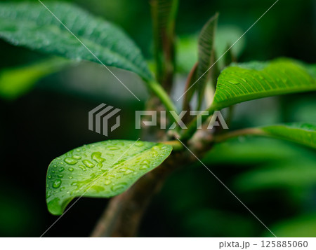 Fresh nature Close up Green leaf with water dew drop after rain. Fresh nature Close up Green leaf with water dew drop after rain. 125885060