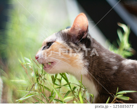 Close-up portrait of a calico cat with green eyes. 125885077