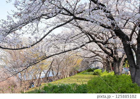 東京都市風景　石川島公園の桜 125885102