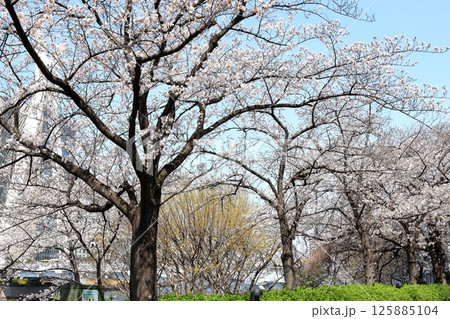東京都市風景 石川島公園の桜 東京都市風景 石川島公園の桜 125885104