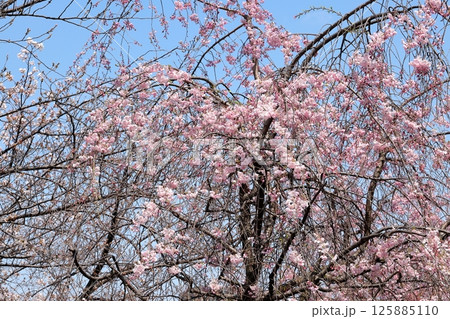 東京都市風景 石川島公園の桜 東京都市風景 石川島公園の桜 125885110