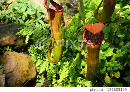 ウツボカズラ(ネペンテス) ウツボカズラ(ネペンテス) 125885189