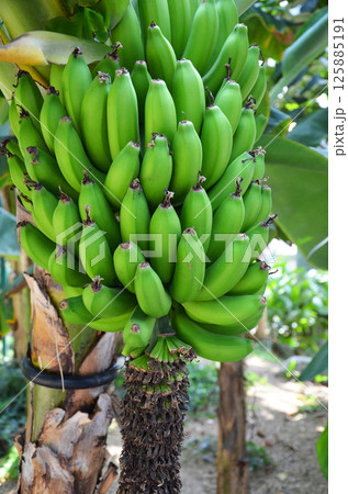 まだ熟していない青いバナナ まだ熟していない青いバナナ 125885191
