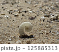 砂浜に打ち上げられた貝殻 125885313